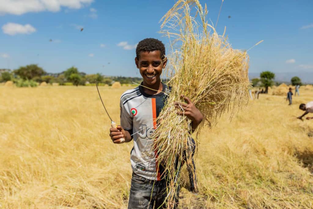 A boy who is holding a sickle is helping to harvest.