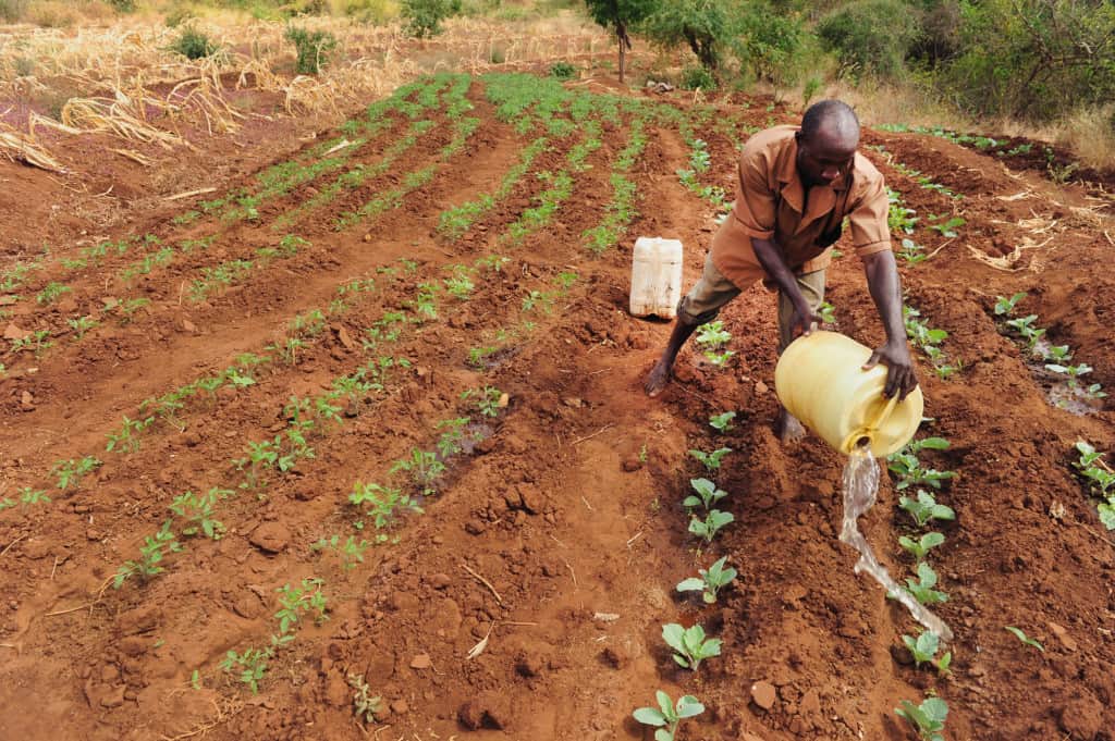 A man is watering small plants in a garden with water from the large jugs filled at the river in Kenya