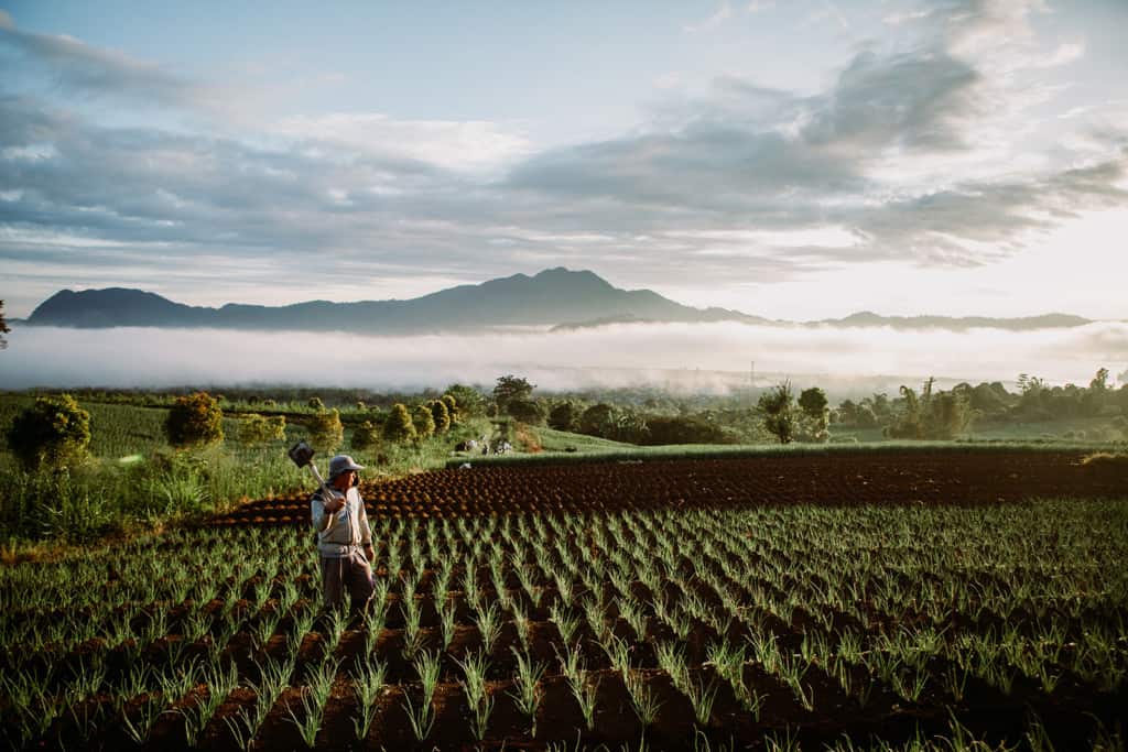 A farmer stands in fields in the early morning in Indonesia