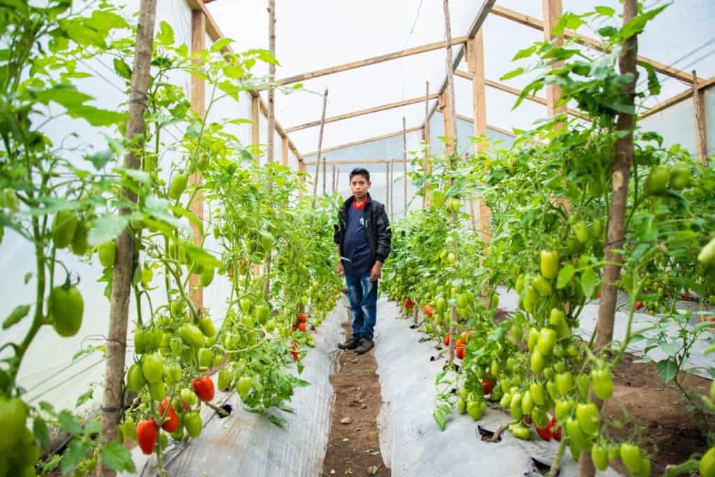 A youth stands in a greenhouse garden in Guatemala. Tomatoes are growing on vines around him.