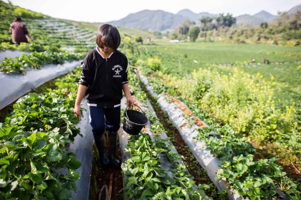 A girl walks through a strawberry garden in Thailand