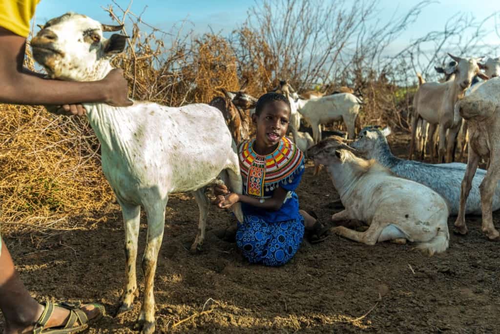 Girl tending goats.