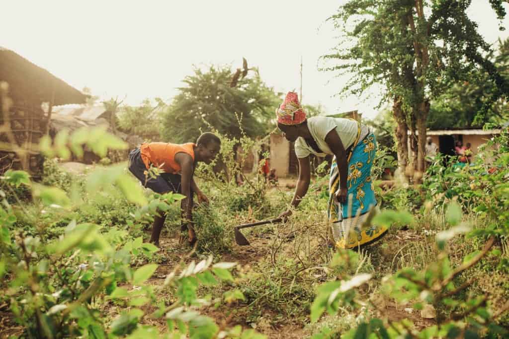 Harvesting food from a garden.